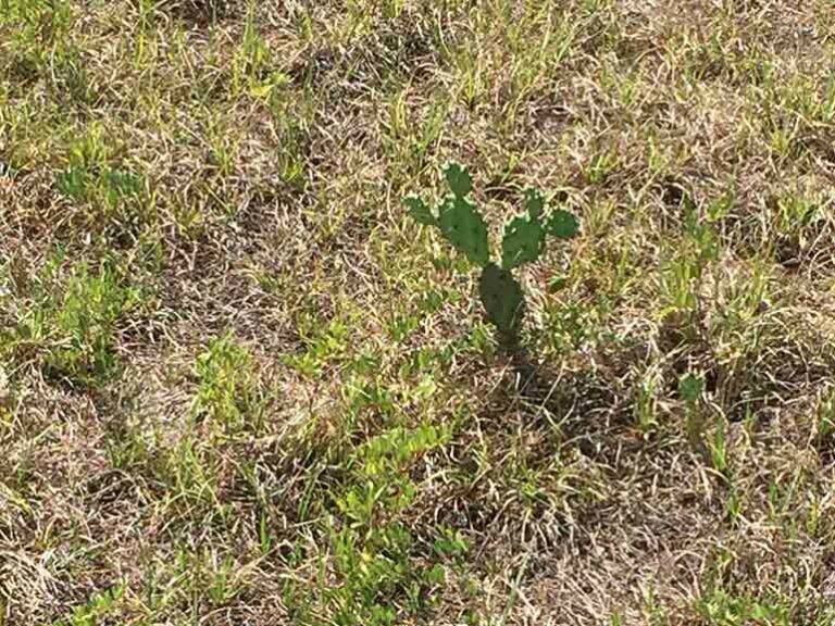 Dry Days at the Hollows