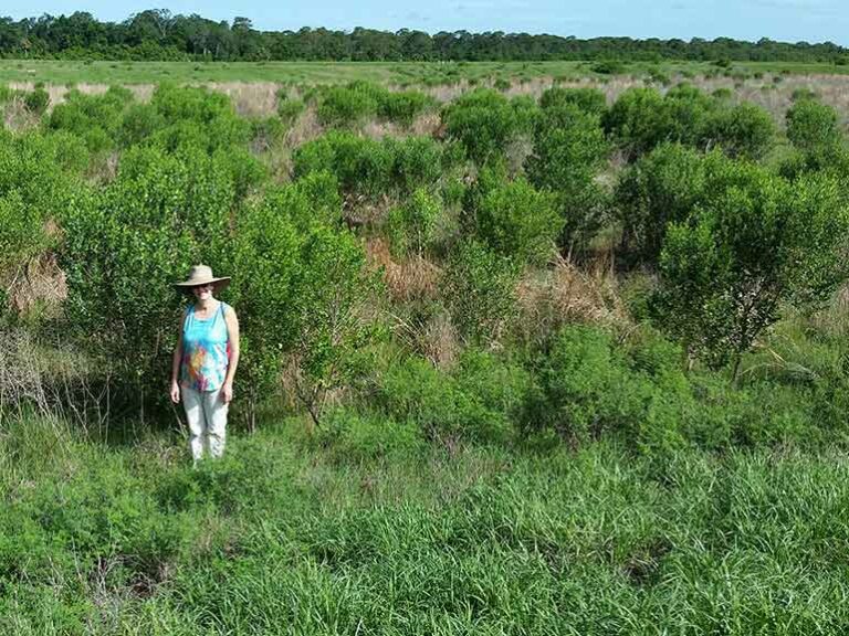 Sea Myrtle Trees