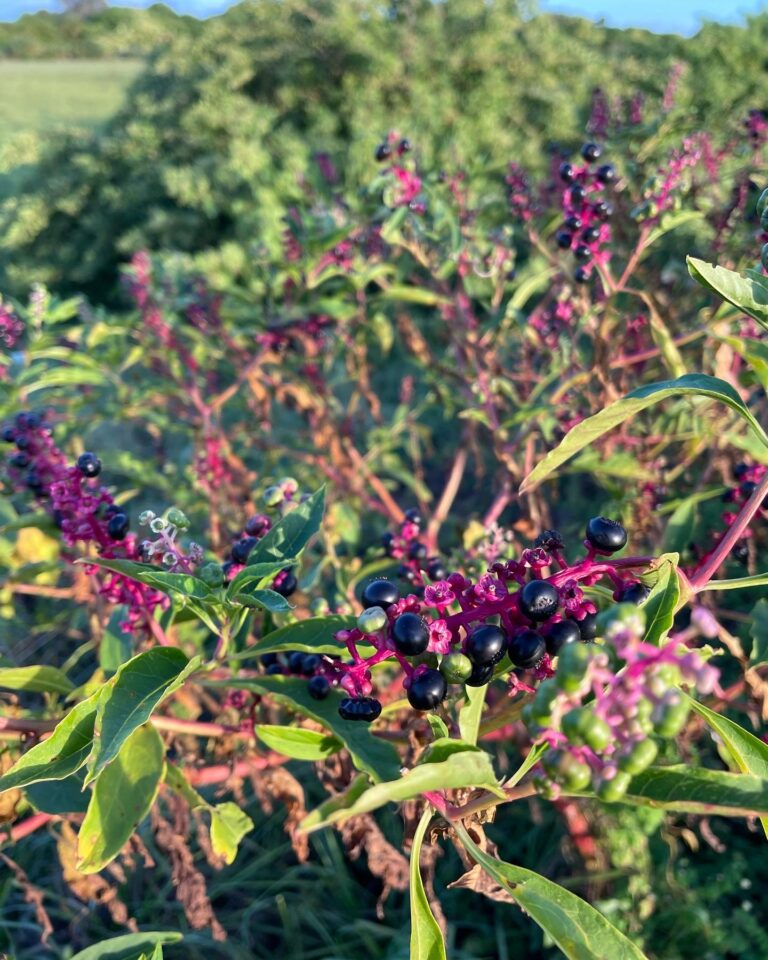 Pokeweed