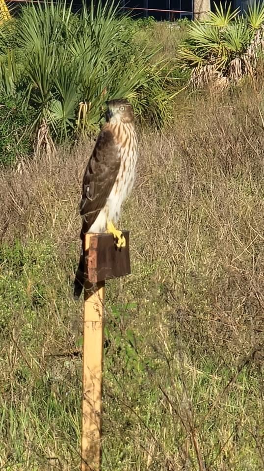 Cooper's Hawk