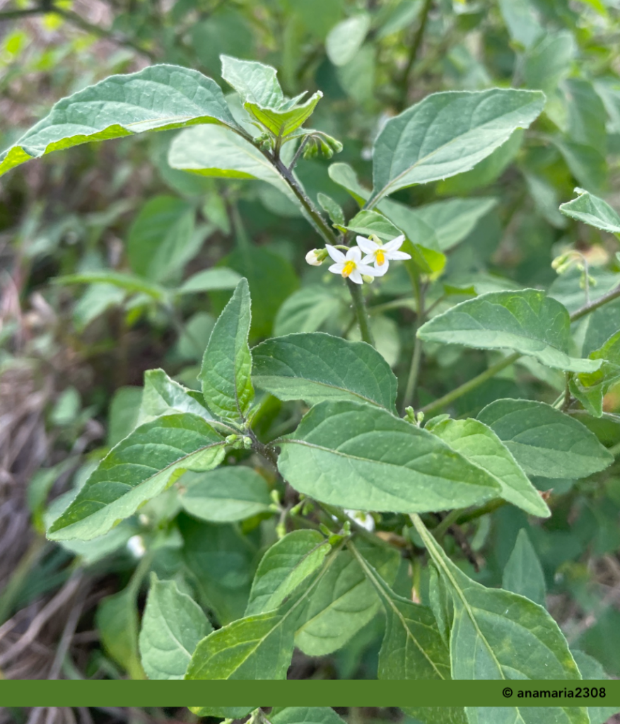 American Black Nightshade – Hundred Acre Hollows