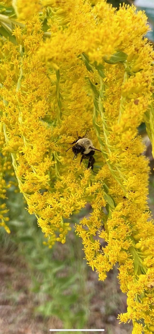 Bumblebee on Goldenrod